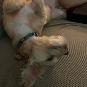 Meet your Posher, Lee ann